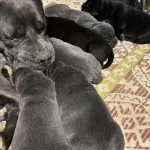 Koca Kafa Cane Corso Yavrulari