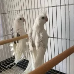 Heawy Zincir Desen Kanat Sultan Papağanı