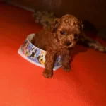 Toypoodle Yavrularımız