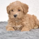 Maltipoo Safkan Köpeği
