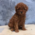 Toy Poodle Yavrulari