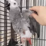 Sağlıklı Yavru Jako Papağanı