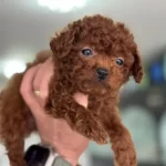 Petmode Köpek Çiftliğinden Tea Cup Poodle Yavrular