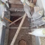 Sultan Papağanı 6 Aylık