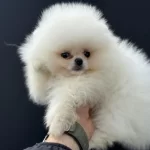 Petmode Köpek Çiftliğinde Ziyarete Açık Pomeranian