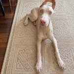 Albino Doberman Estetikli Aşilari Yapili