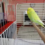 Harika Erkek Muhabbet Kuşu