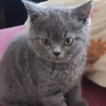 2 Aylık Yavru British Shorthair Ücretsiz
