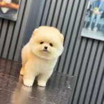 Sevimli Pomeranian Boo Yavrular