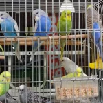 Jumbo Yavru Muhabbet Kuşları