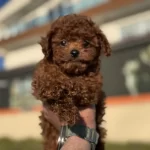 Petmode Köpek Çiftliğinden Redbrown Toy Poodle Yavrular