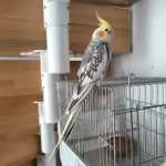 1 Yaşında Ele Alışkın Konuşan Sultan Papağanı