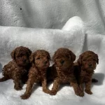 Anatomi Güzeli Poodle Bebekler