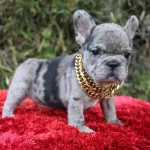French Bulldog Yavrulari