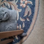 British Shorthair Dişi Kedimiz