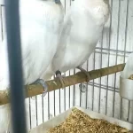 Muhabbet Kuşu Show Jumbo