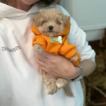 Maltipoo Yavrular İçin Ulaşın
