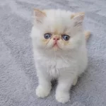 İran Persian (kalite)