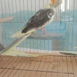 Full Evcil Sultan Papağanı