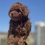 Boy Ve Kg Ram Garantili Toy Poodle Yavrularımız