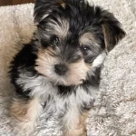 Çok Sosyal Sevecen Yorkshire Terrier Yavrular