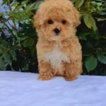 Maltipoo Yavrularımız