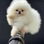 Petmode Köpek Çiftliğinde Ziyarete Açık Pomeranian
