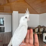2 Aylık Albino Sultan Papağanı