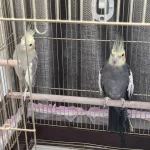 Hazır Çift Sultan Papağanı