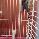 Çok Güzel Öten Kanarya