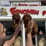 Wc Eğitimli Maltipo Yavrular Toy Poodle Yavrular Ank