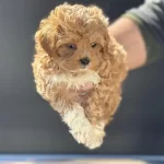 Show Kalite Kore Maltipoo Yavrularımız