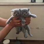 British Shorthair Kedilerim