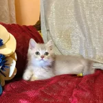 Golden British Shorthair Yavrular