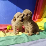 İnanilmaz Güzellikte Maltipoo Yavrular