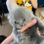 Scottish Fold Ve Straight