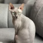 Ücretsiz Dişi Sphynx