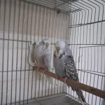 Dişi Show Jumbo Muhabbet Kuşları