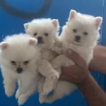 Pomeranian Yavrular İrk Sağlık Garantili