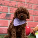 Safkan Toy Poodle Yavrularımız