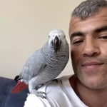 Full Evcil Jako Papağanı