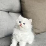 British Longhair Mavi Gözlü Yavrularim