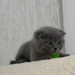 Yeni Yuvasına Hazır Scottish Fold Yavrumuz