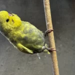 Muhabbet Kuşu Yavru Jumbo