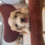 Harika Maltipoo Yavrum