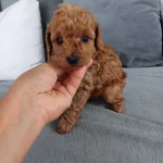 Wc Eğitimli 4 Aylık 500 Gr Micro Tea Cup Poodle