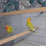 Yavru Bebek Cennet Papağanlar