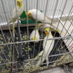 Sultan Ve Cennet Papağanları
