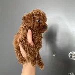 Toy Poodle Yavrularım Ev Üretimidir