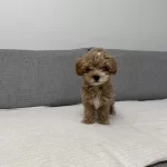 Ev Doğumlu Poodle Yavrum